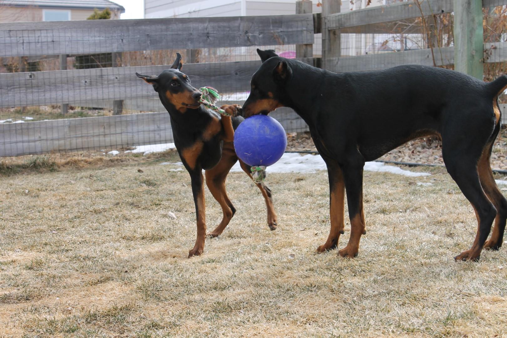 Scented dark blue dog ball with rope