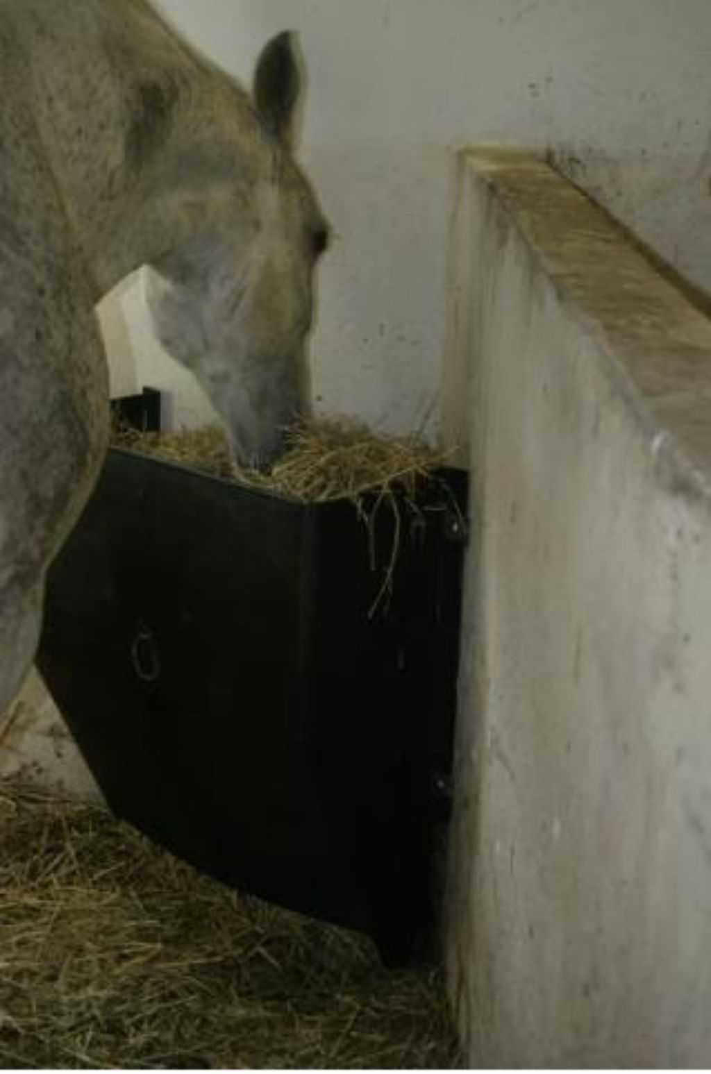 Hay feeder for horses