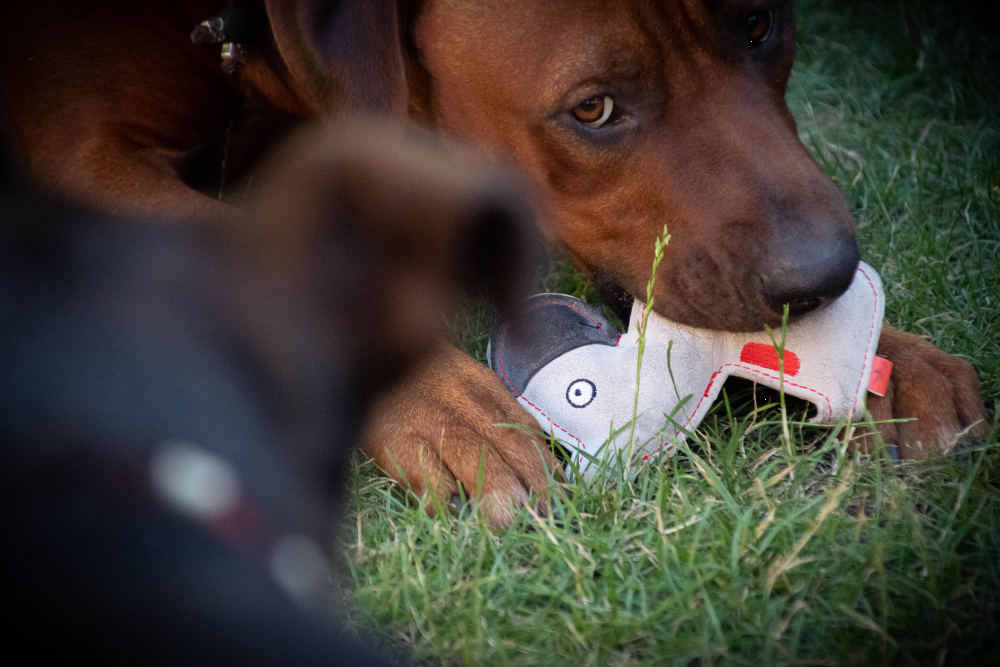 Doggy Doodles puppy brown dog toy plush