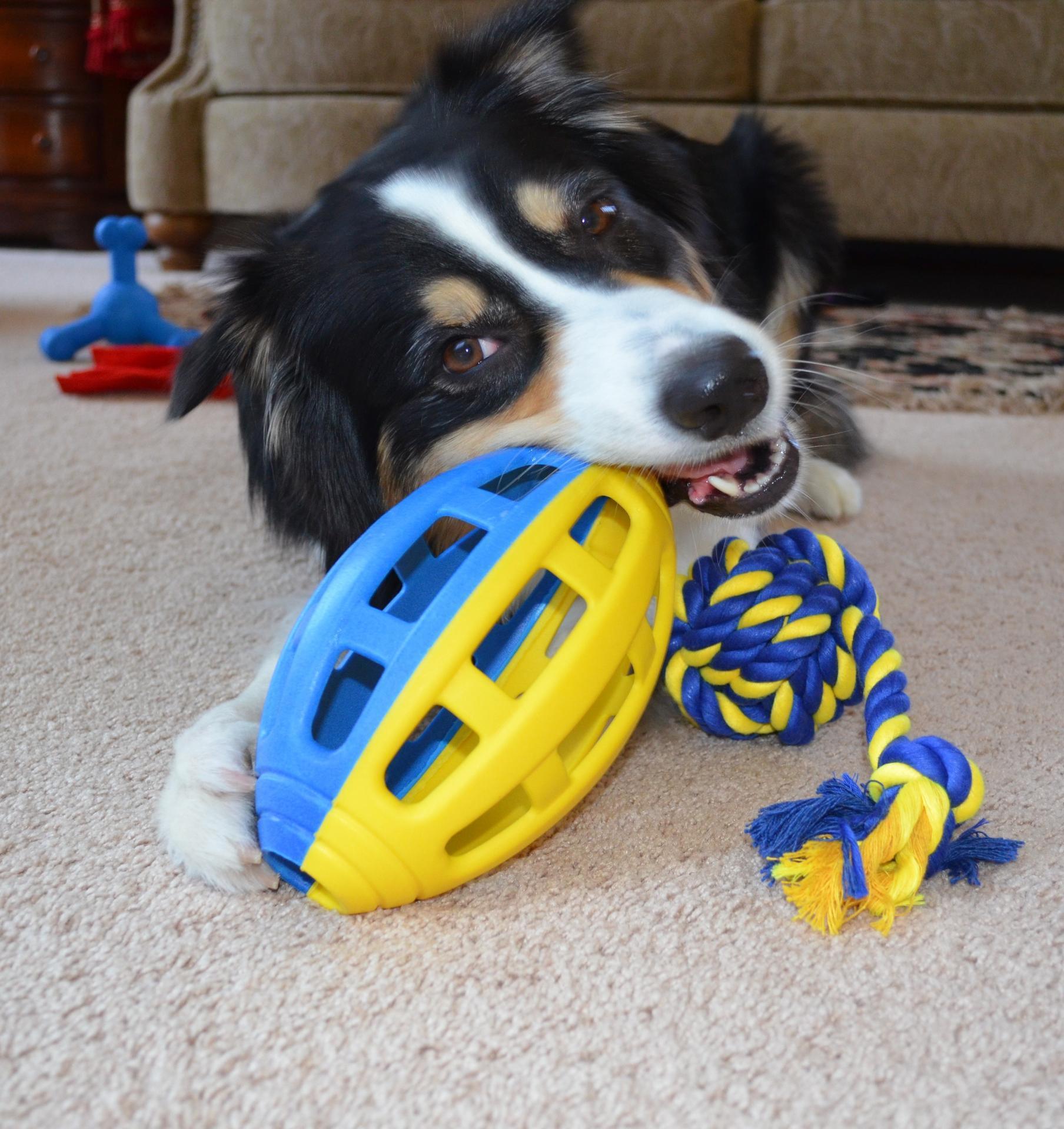 Flea Flicker ball chew toy dog toy with reward wall