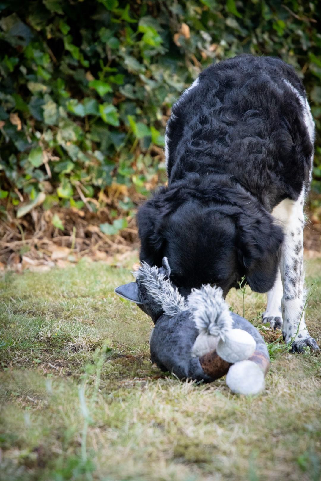 Soft material horse grey dog toy