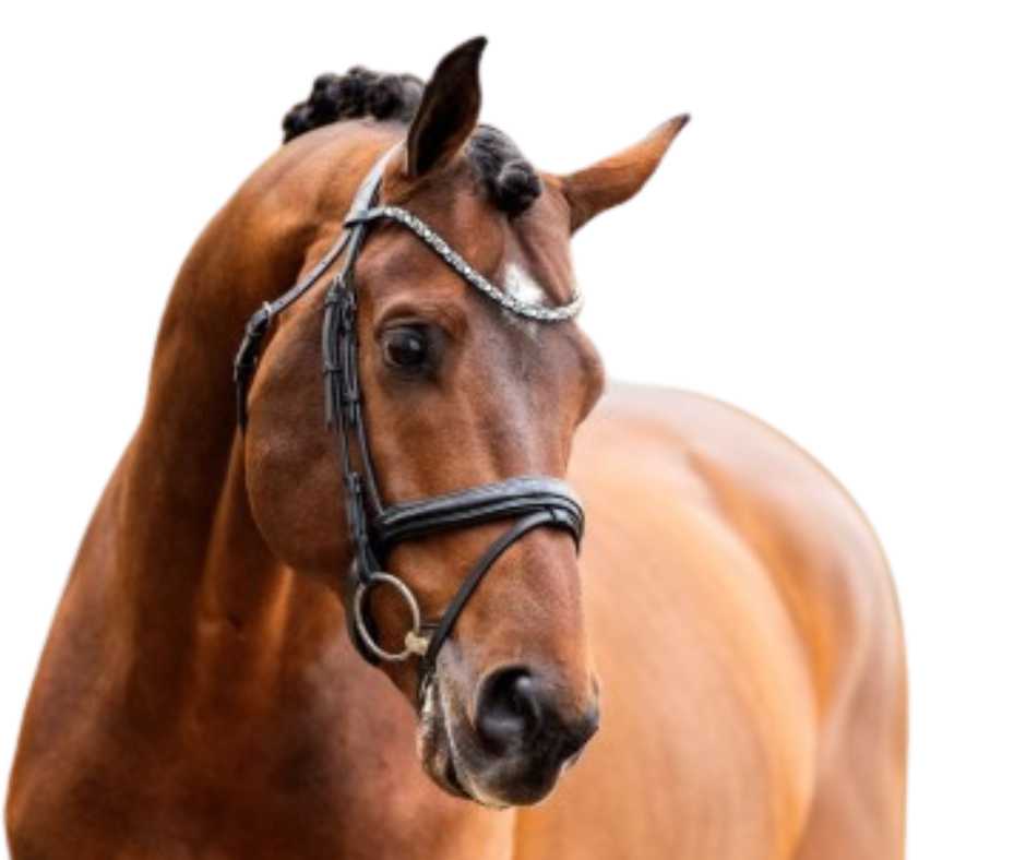 Showtime bridle