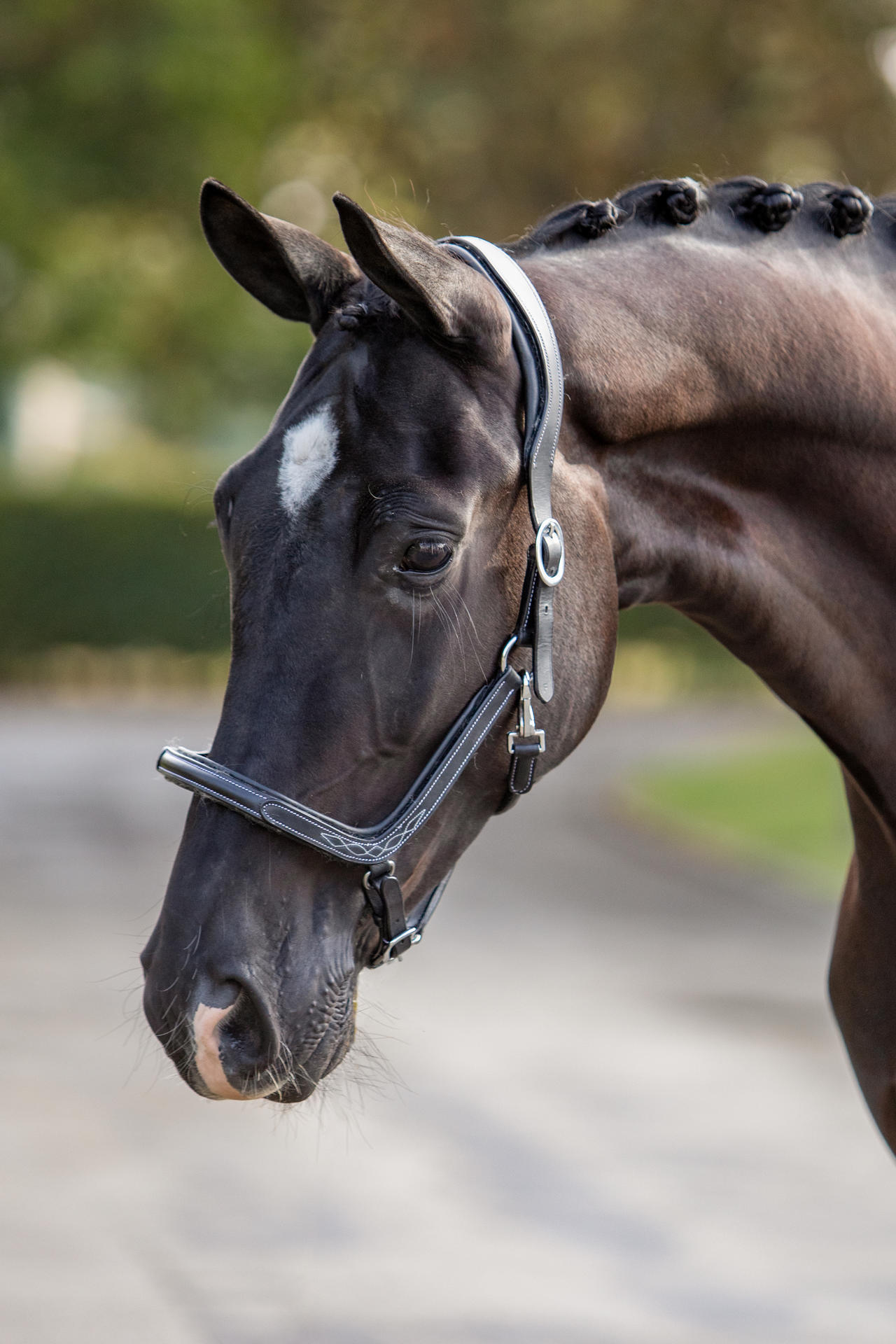 Bamby Showtime Headcollar, halter