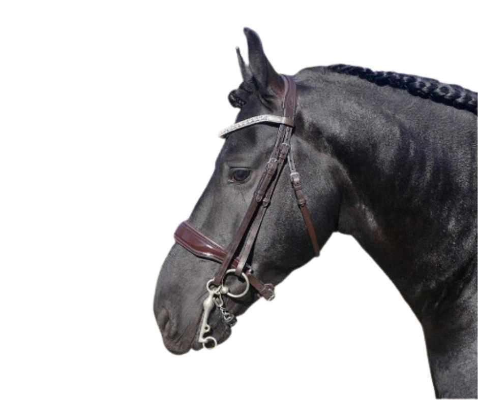 Showtime Dream For Ever bridle