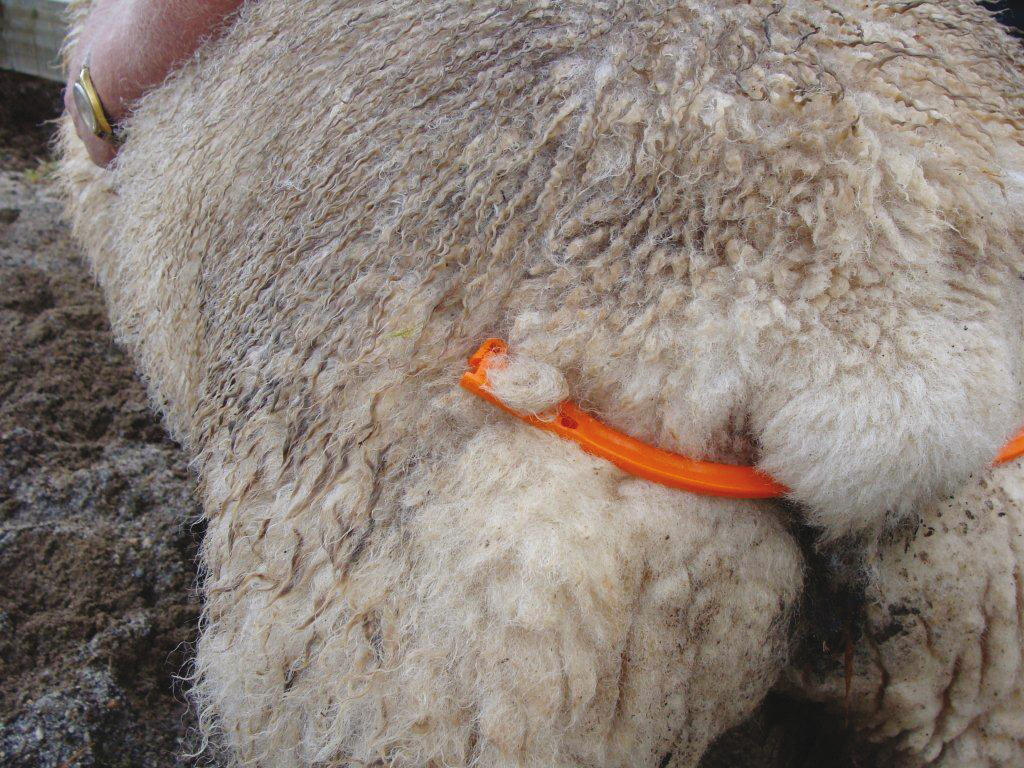 Uterus spoon for sheep with tape, birth promoter, sheep, goat, alpaca, llama, larger animals