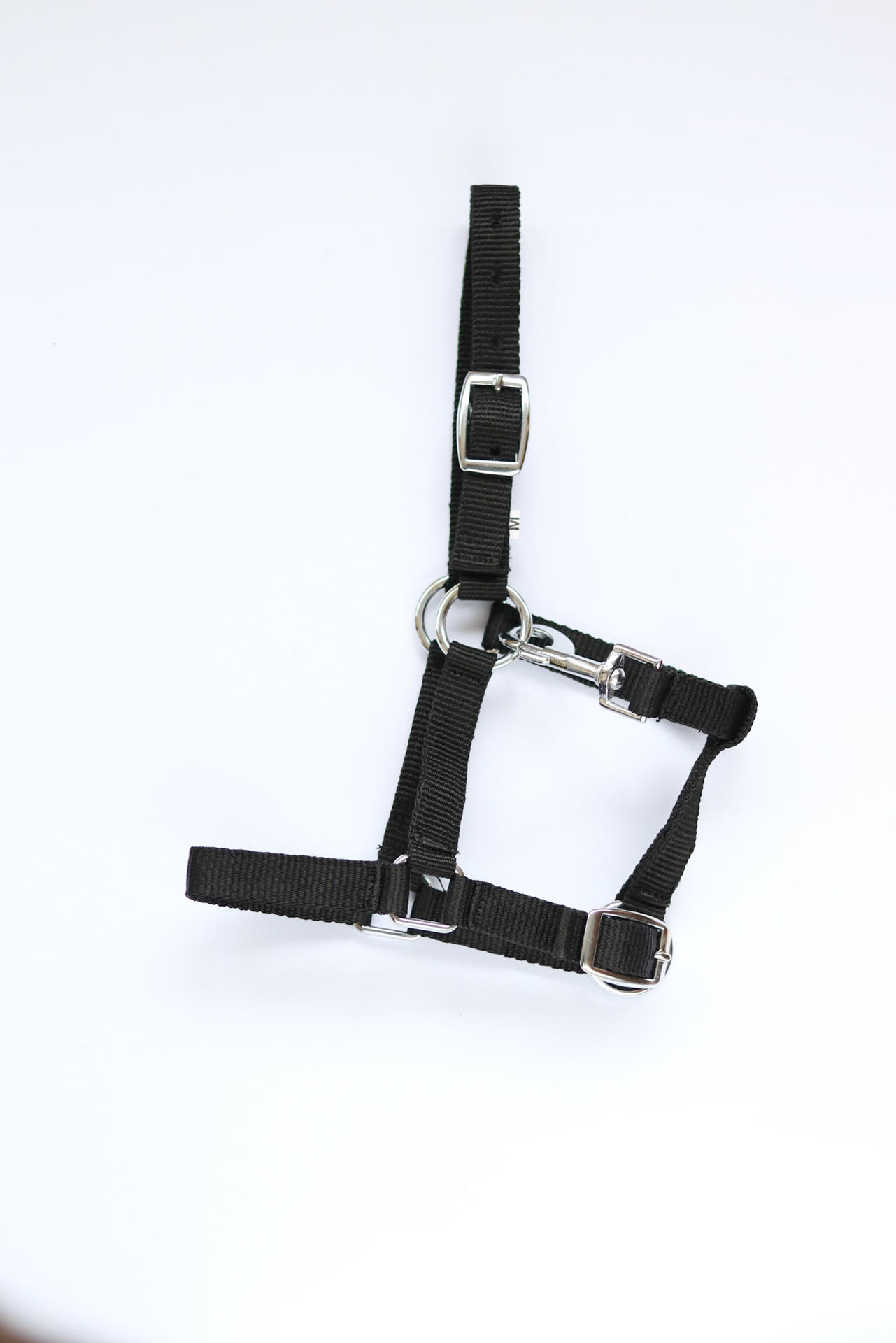 Astrid foal headcollar