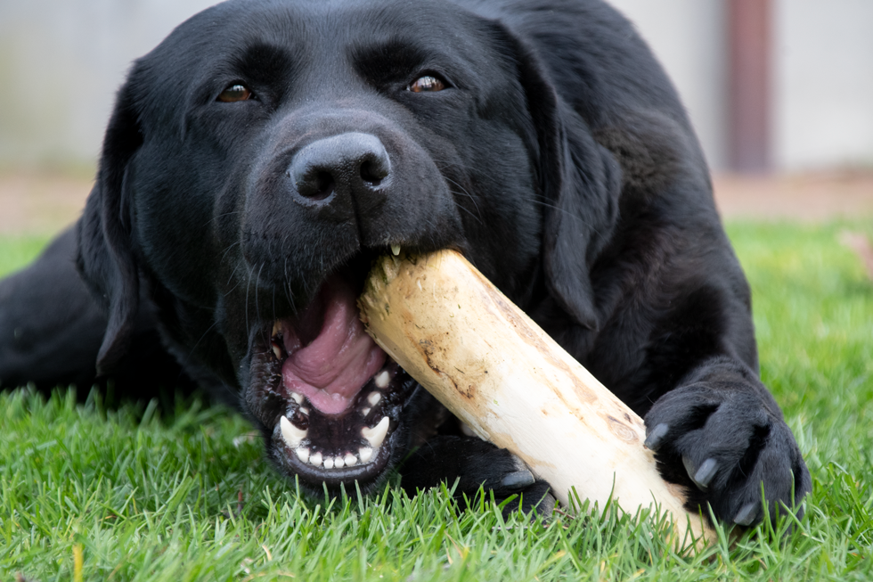 Stress stick from coffee bean branch for dogs S