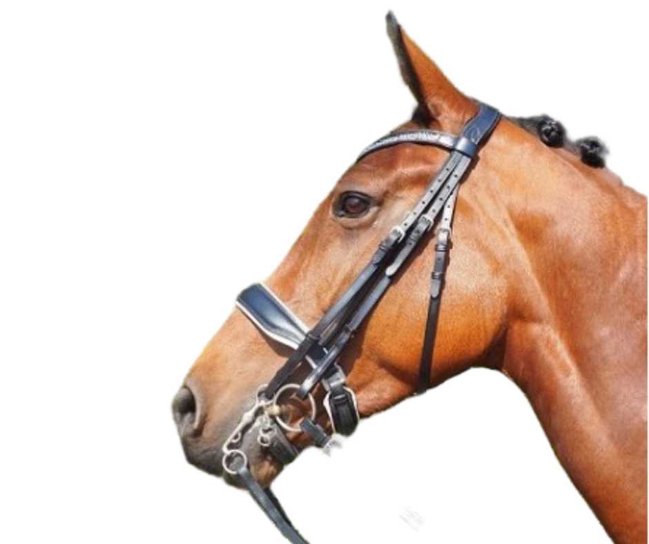 Showtime Great bridle