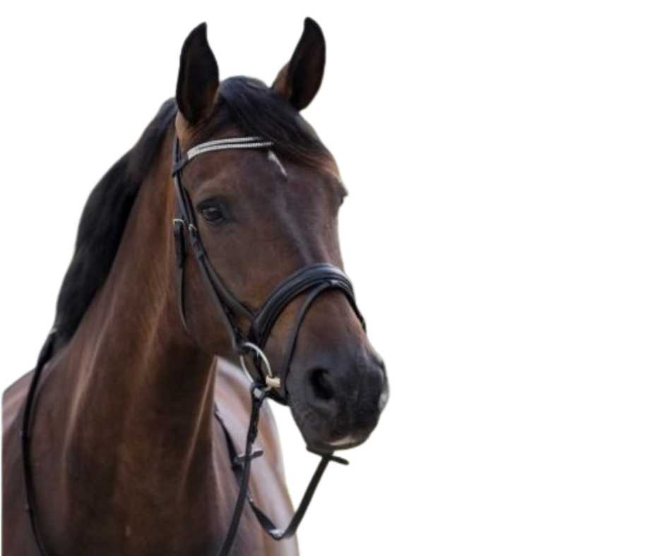 Trinidad bridle