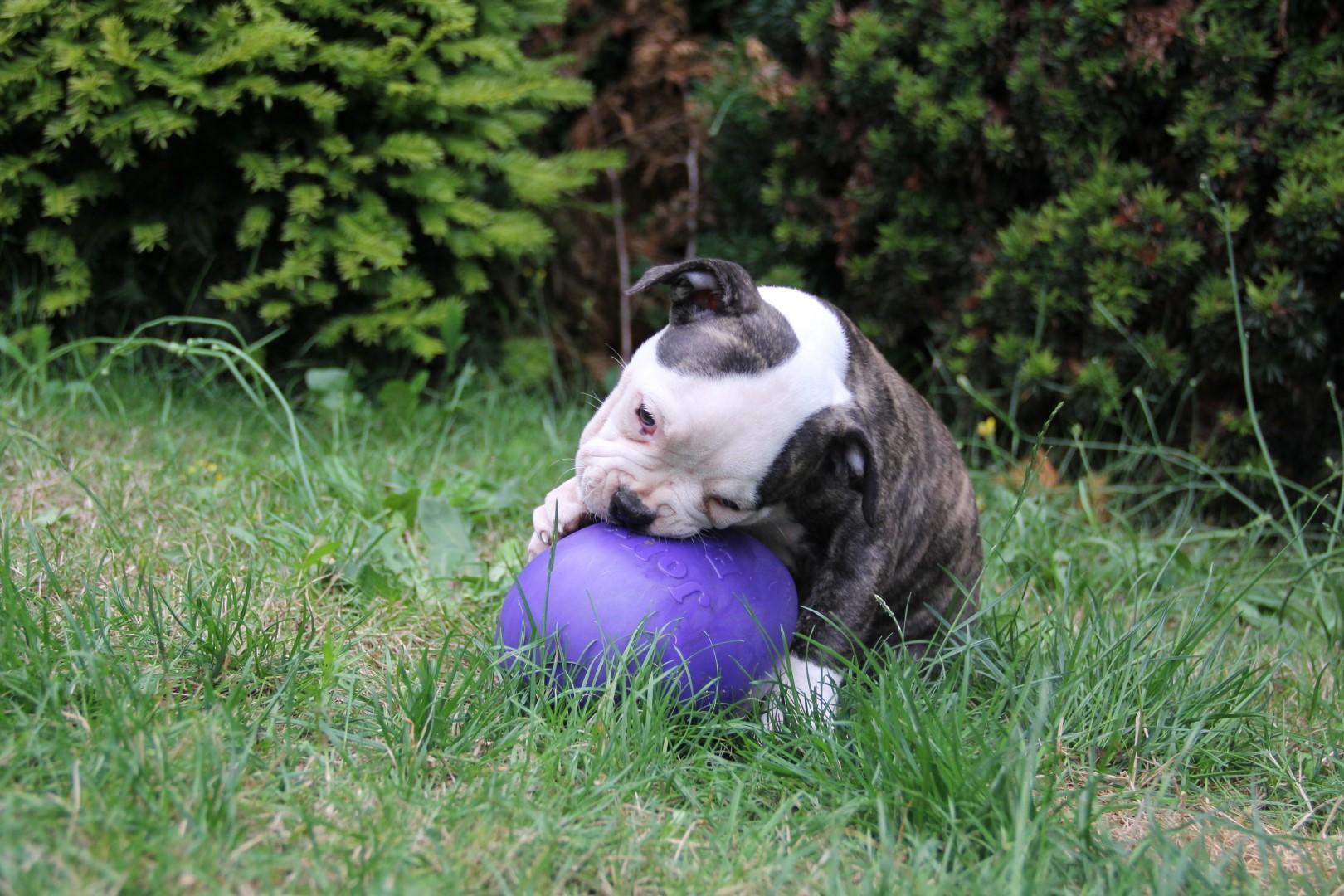 egg-shaped toy 20 cm purple dog toy