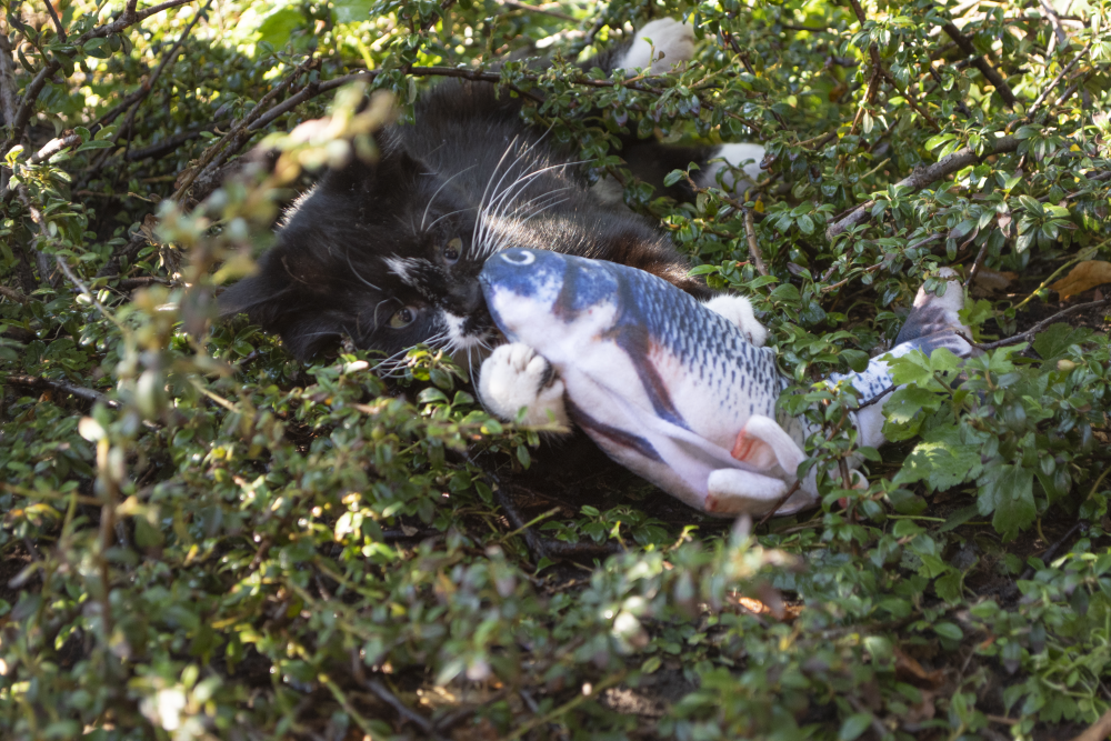 Trout stuffed with catnip cat toy