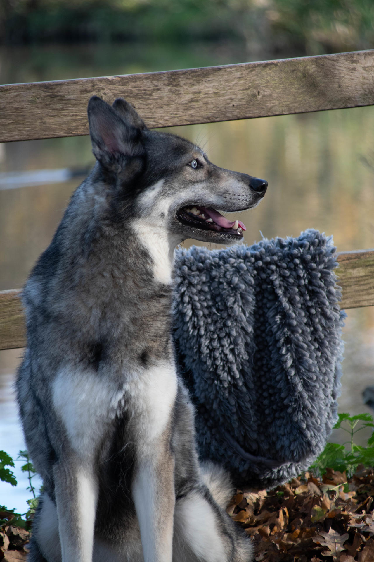 Dog towel