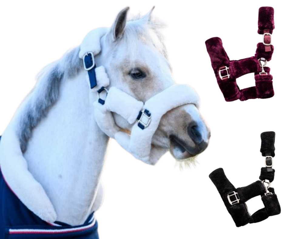 Showtime Harry and Hector Headcollar, halter