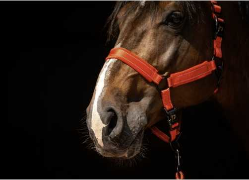 Monzo Headcollar, halter