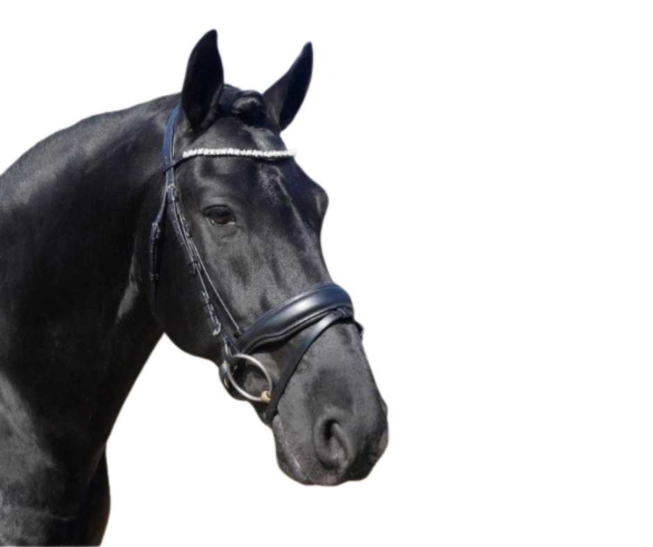 Showtime Corrado bridle