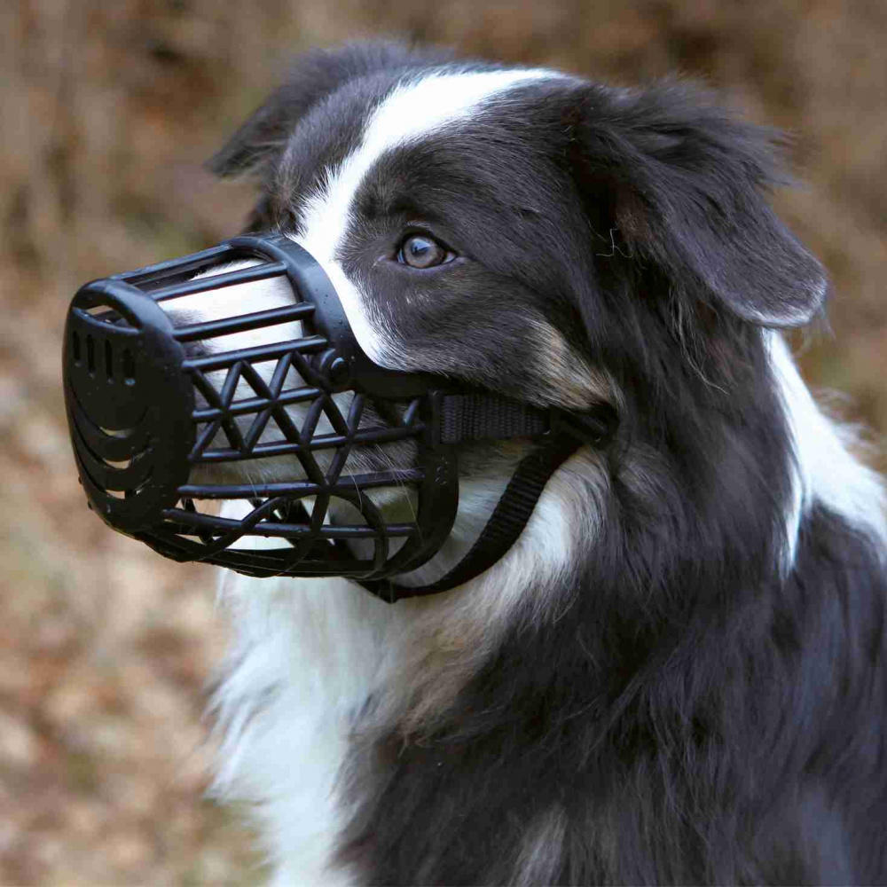 Mouthguard plastic 4 Dog safety ANLI Shop