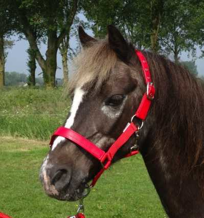 Celzi Headcollar, halter