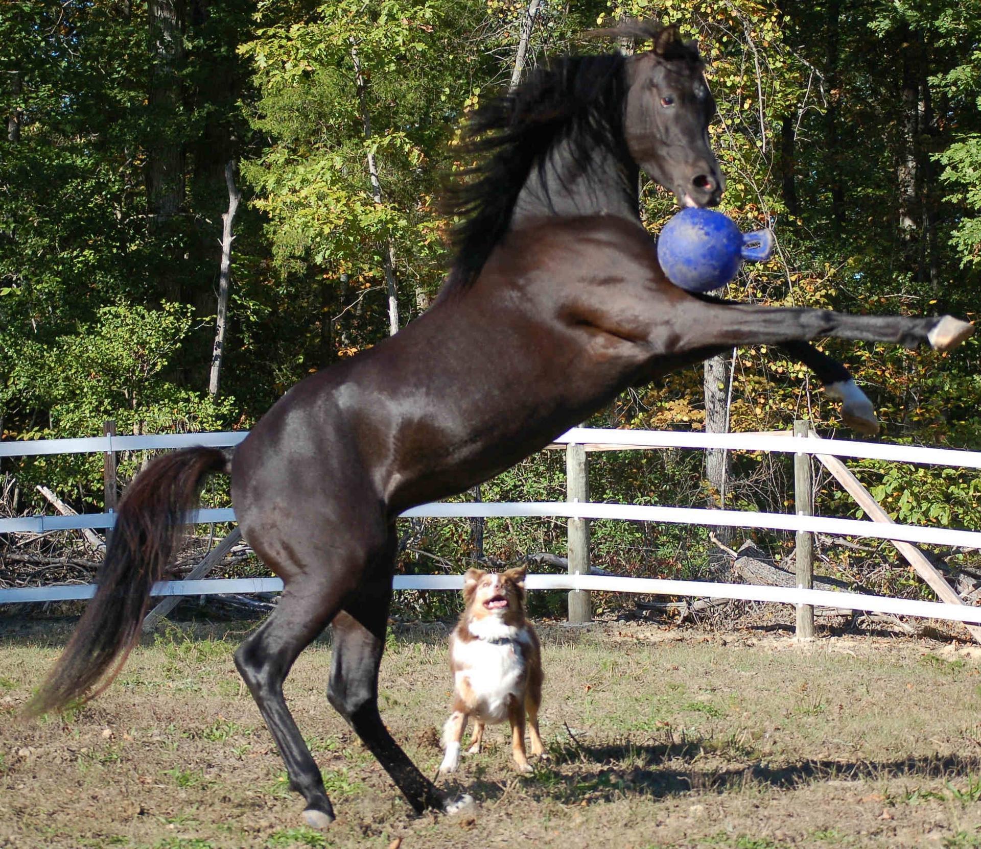 Play ball for horses 2