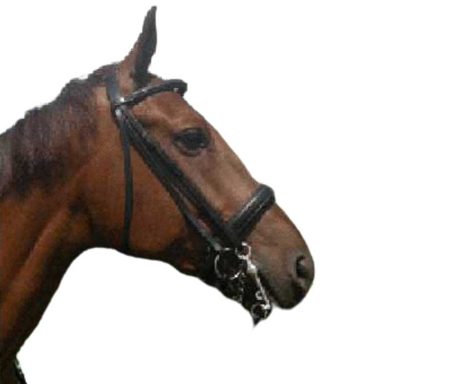 Bridle with bit