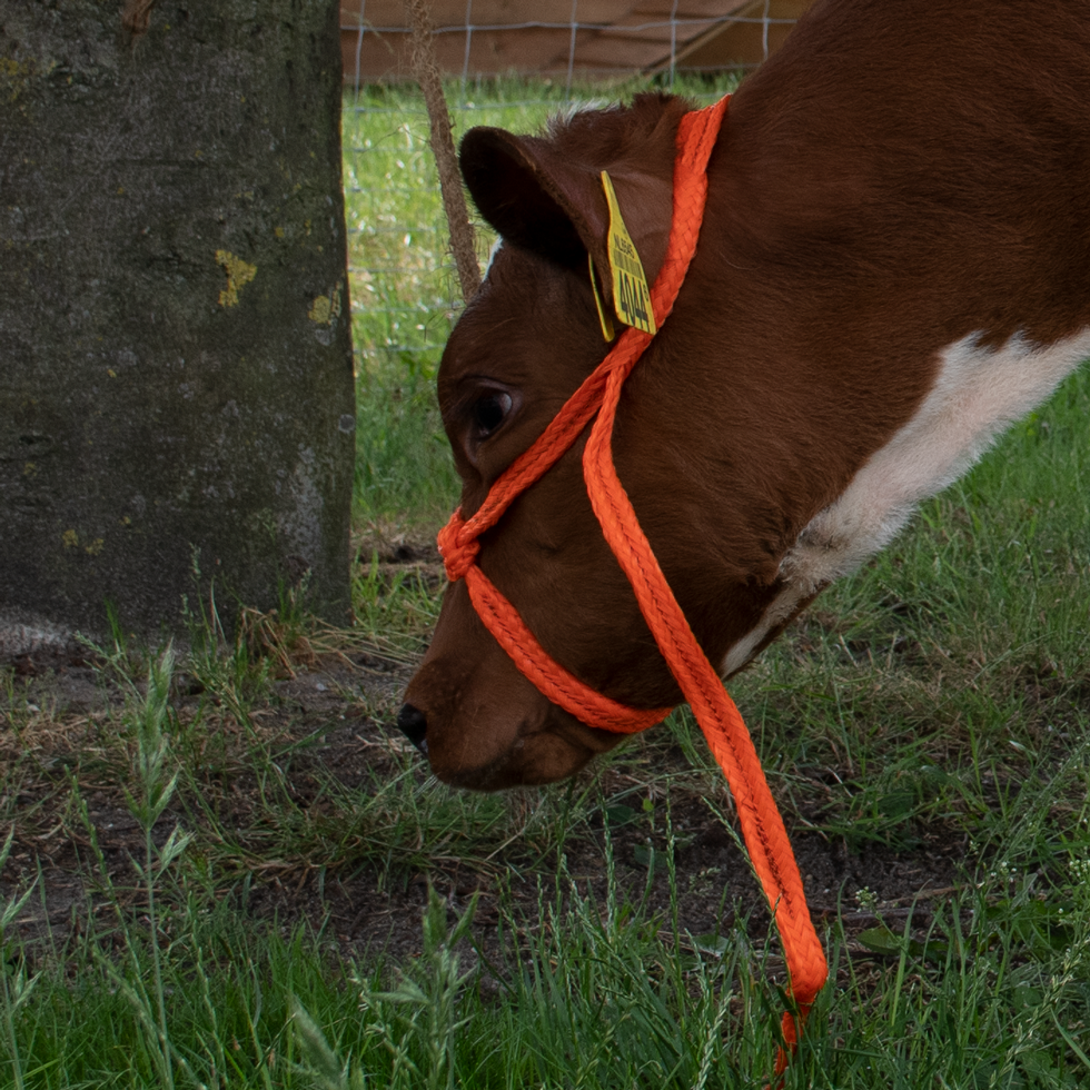headcollar, halter for calf