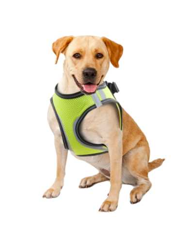 Safety dog harness XL