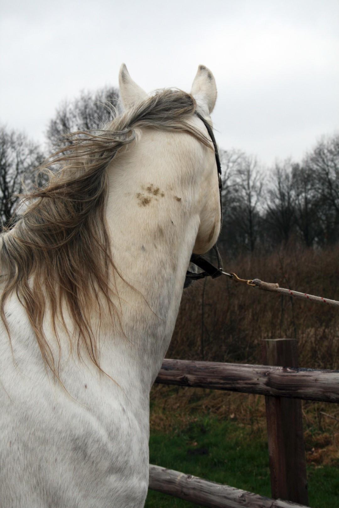 Cleaning spray for horse