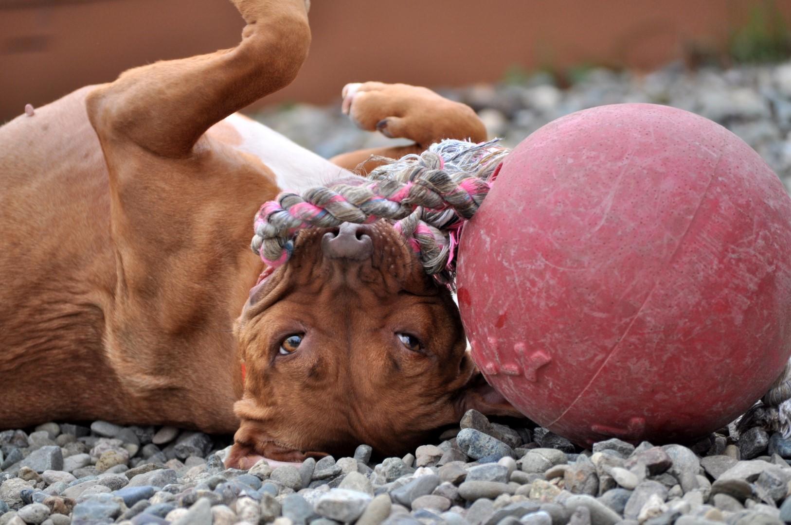 Scented red dog ball with rope