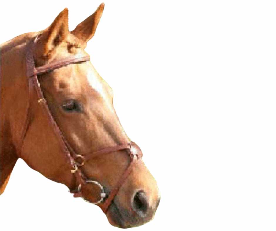 Mexican bridle