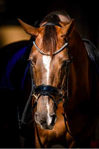 Showtime Special Guy bridle