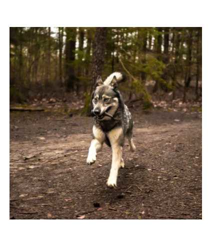 Horn shaped chewing bone L