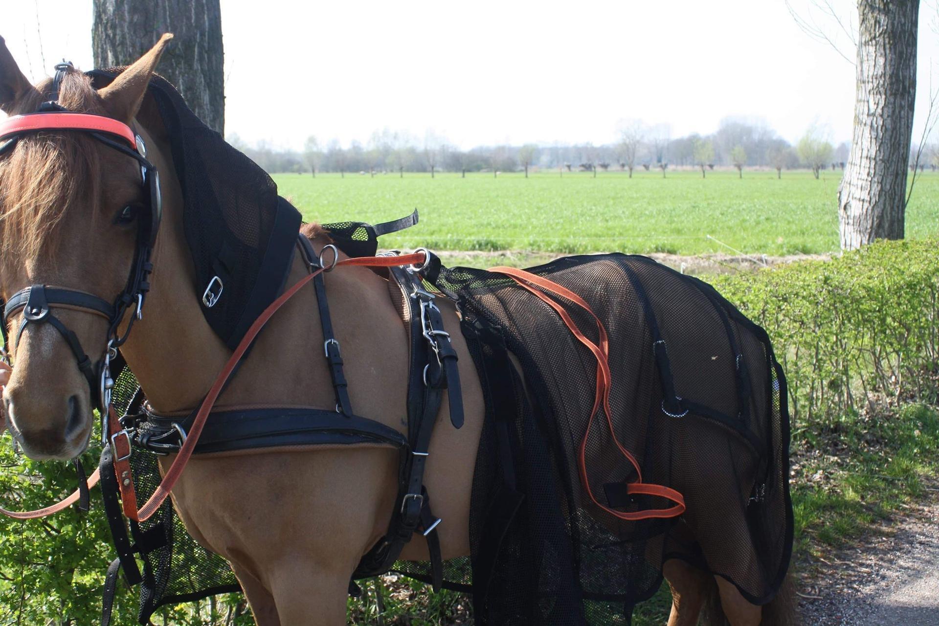 Rocky fly rug with neck