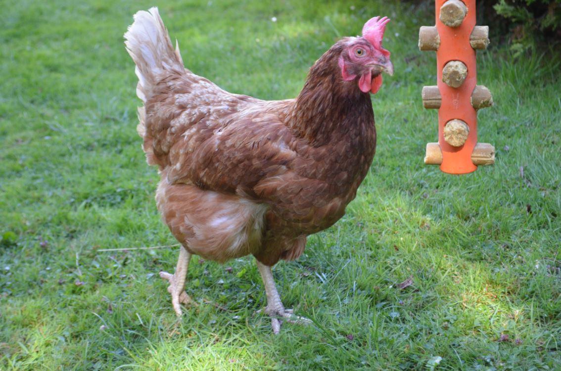 Hentastic Chick Stick feeder orange bird feeder