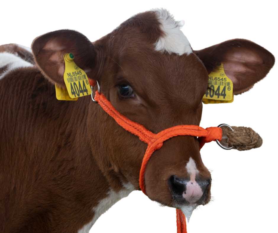 headcollar, halter for calf