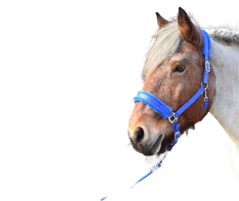 Admire XX Headcollar