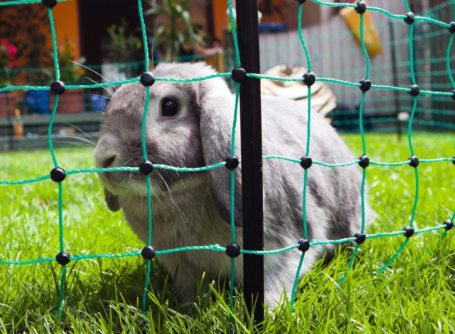 Rabbit fence 65 cm single peak 12 m, pet rodent run