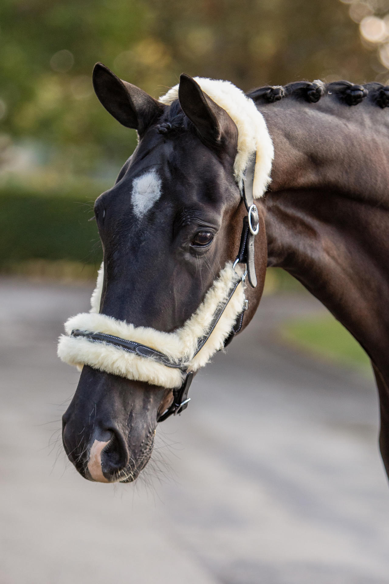 Bamby Showtime Headcollar, halter
