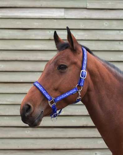Bermuda Headcollar,  halter