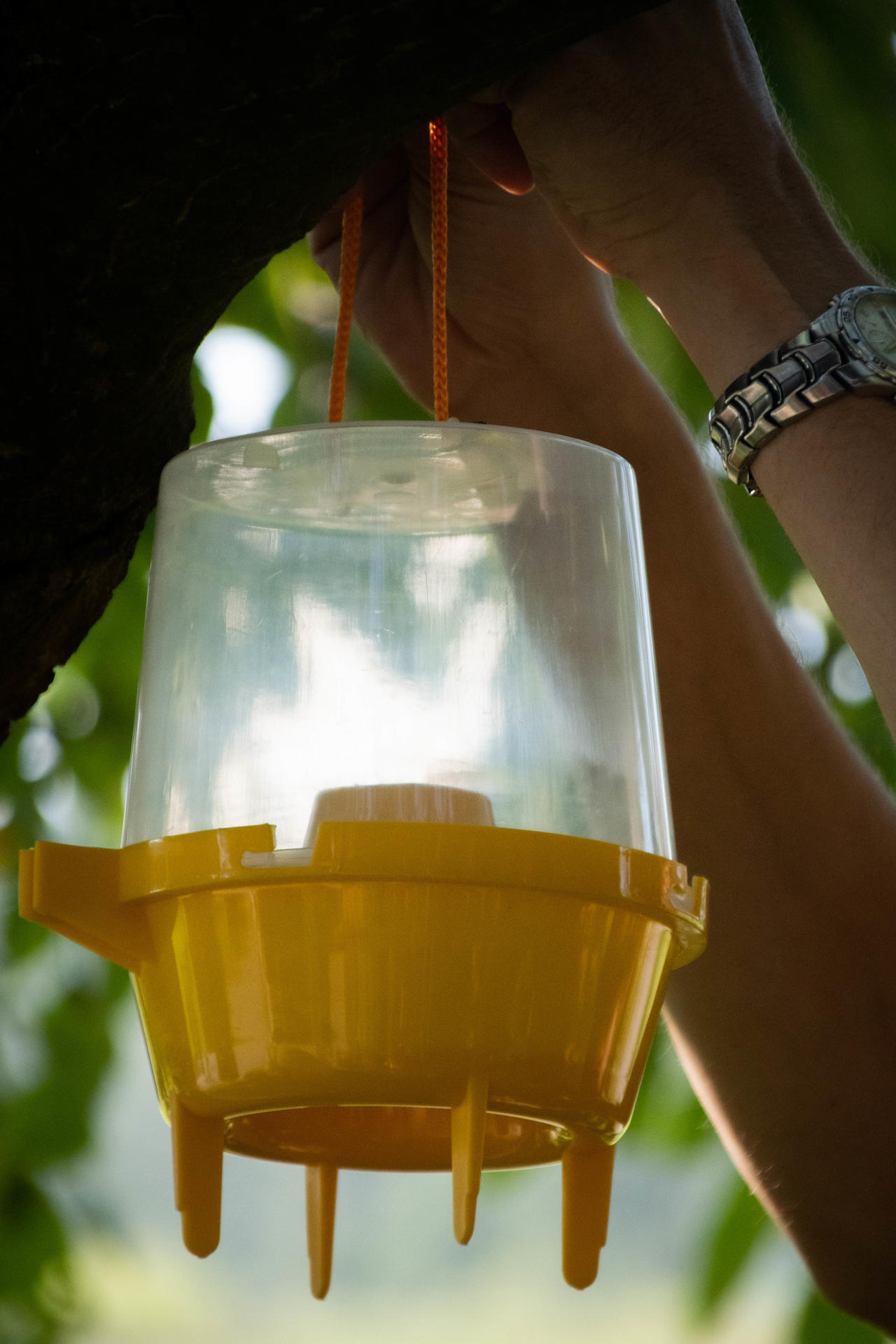 wasp trap