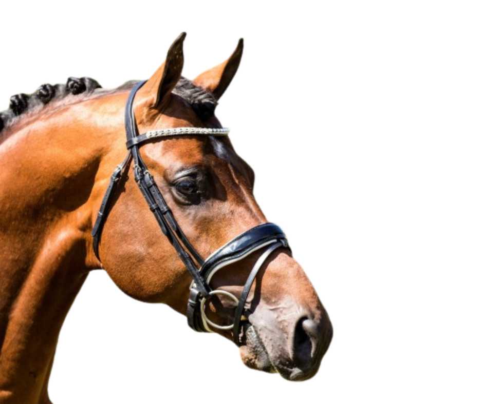 Showtime Glamerdale bridle