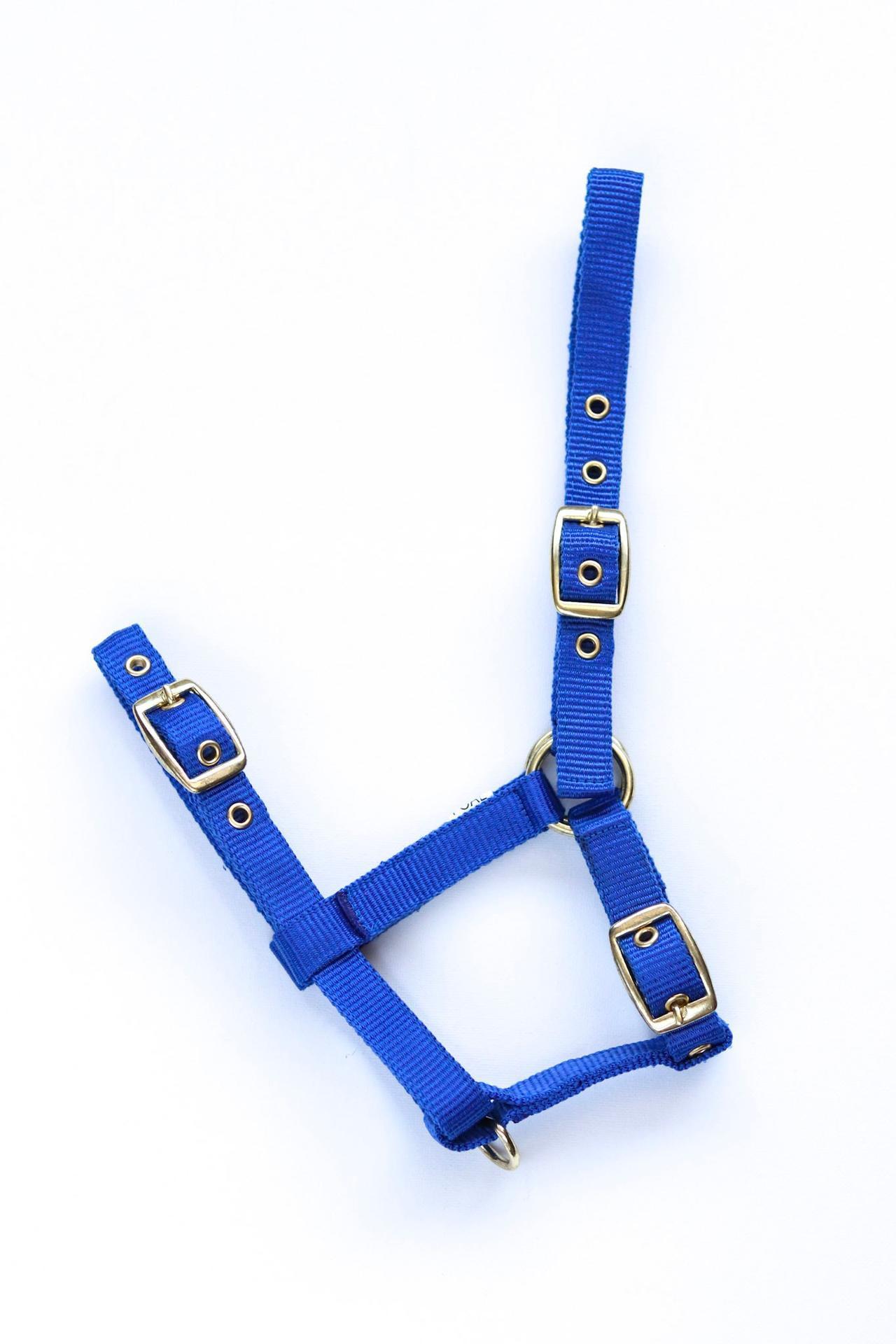 Amika headcollar
