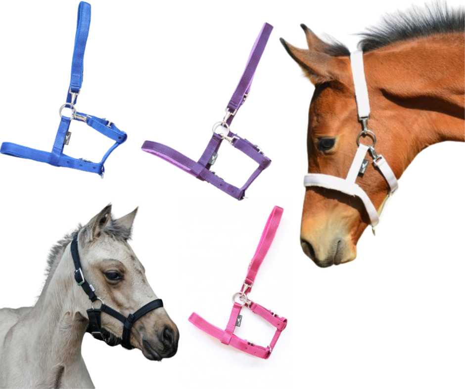 Melfi headcollar, halter for foal