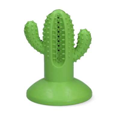 Tooth cleaning cactus L