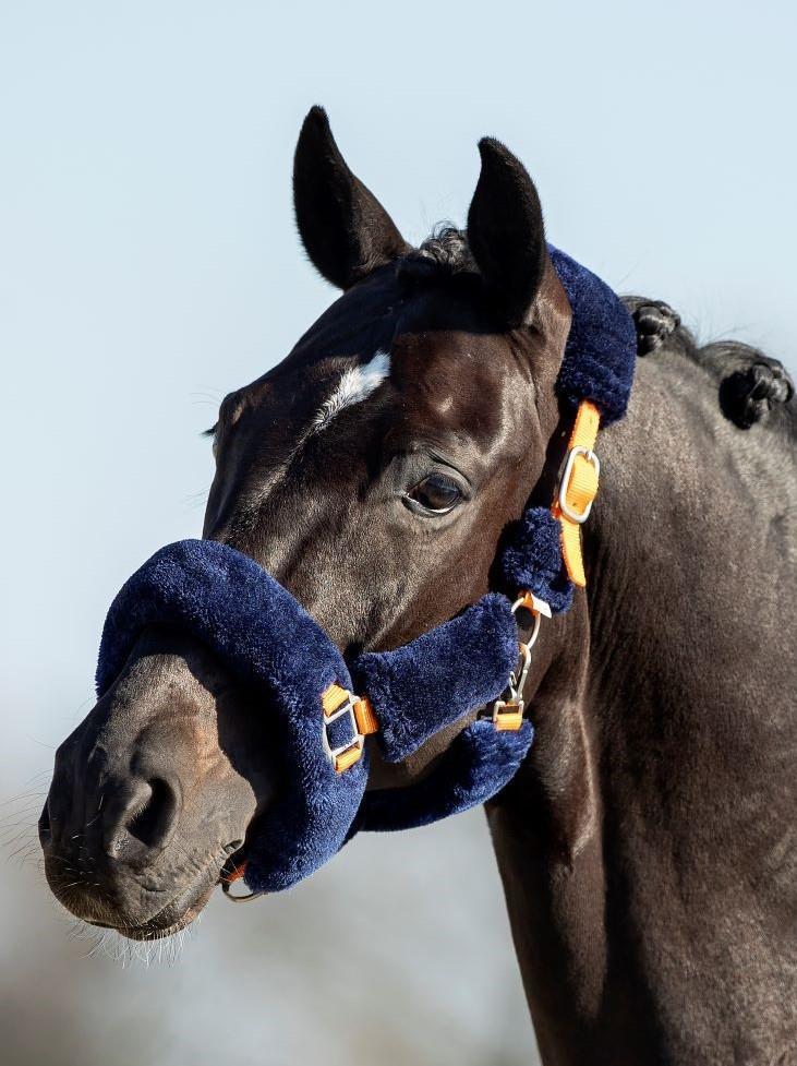 Blue Moon Headcollar, halter