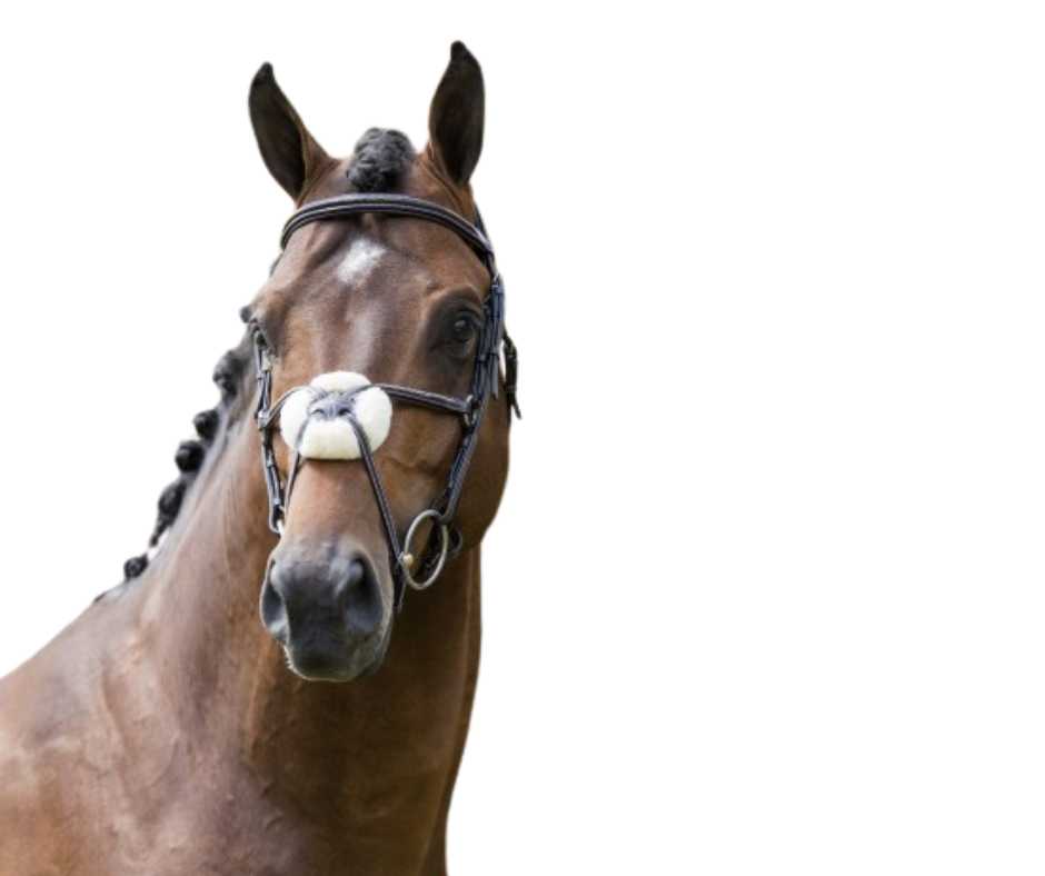 Showtime Roma bridle