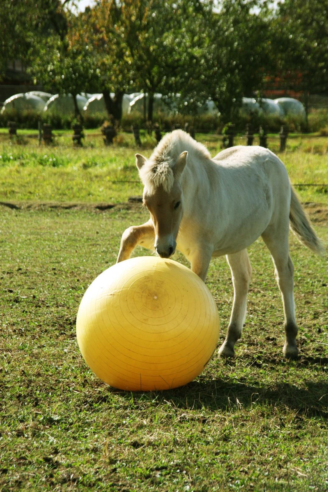 Power Play horse ball 65cm