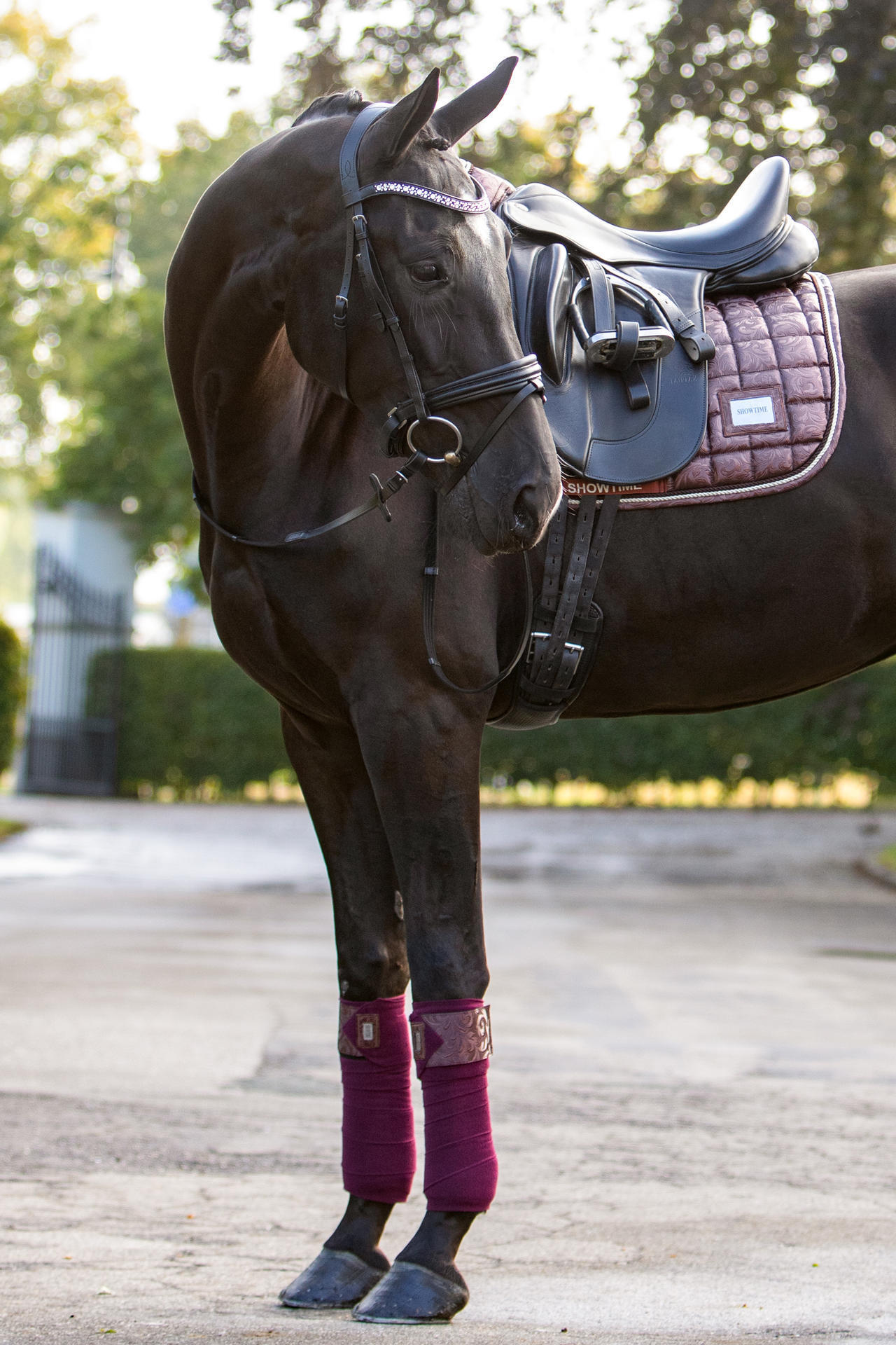 Lake View Showtime Dressage saddle pad