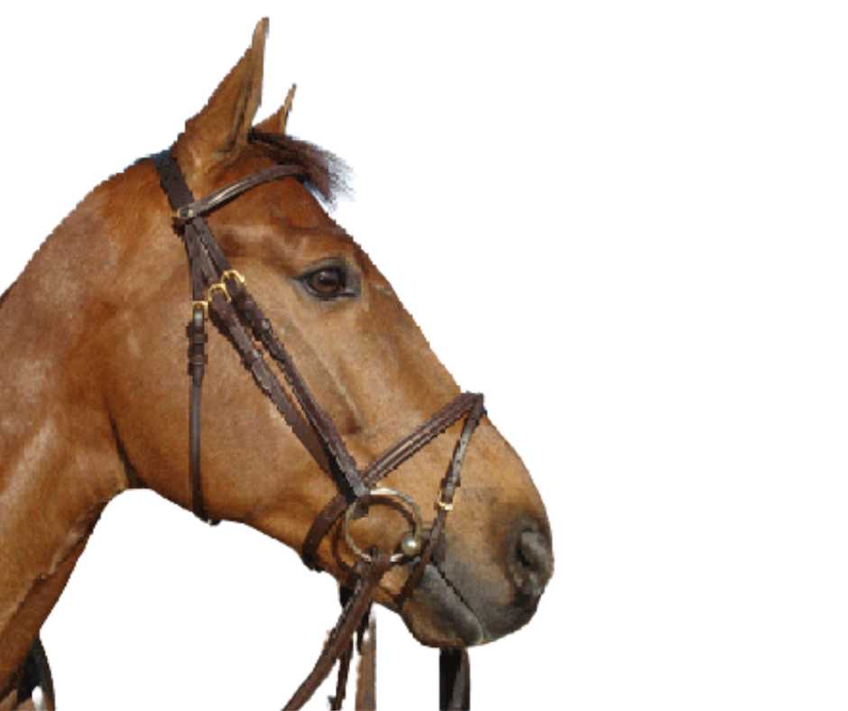 Firenze bridle