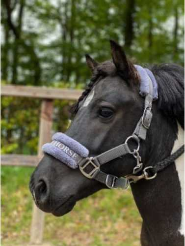 Lauro Headcollar, halter