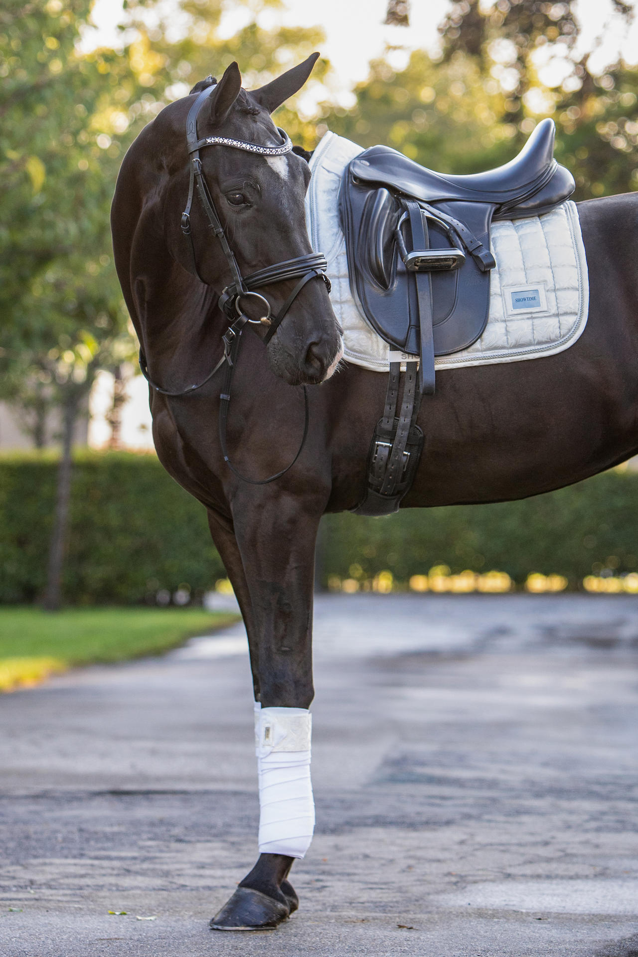 Lake View Showtime Dressage saddle pads