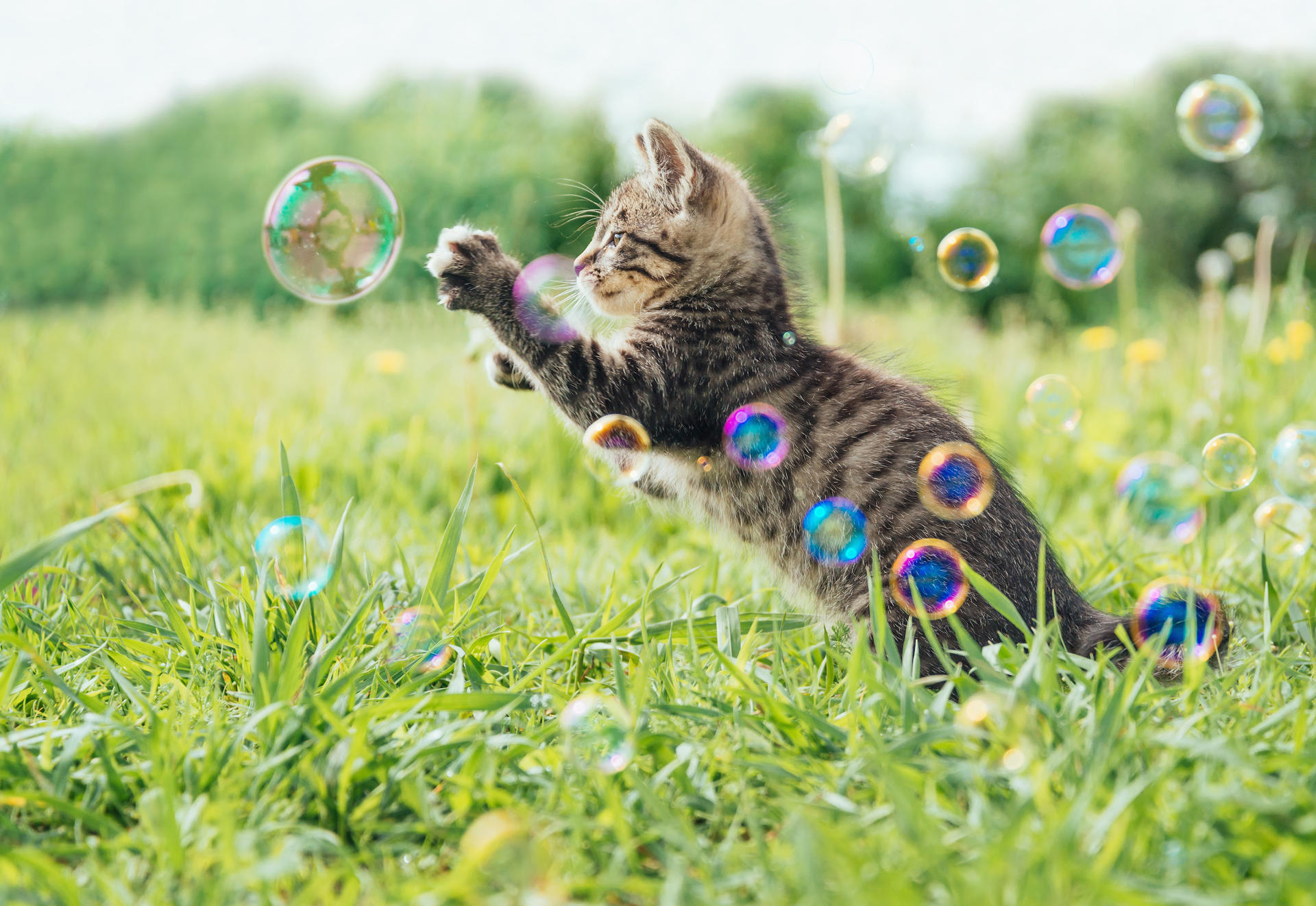 Fun bubble blowing cat toy